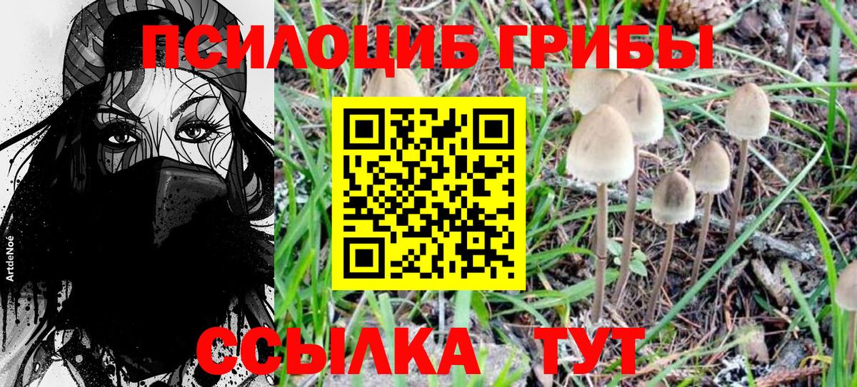 Псилоцибиновые грибы Psilocybe Чебаркуль